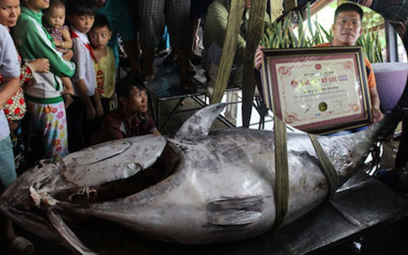 Con cá ngừ vây xanh nặng 307kg đã xác lập kỷ lục Việt Nam, được xác lập kỷ lục Việt Nam vào ngày 6/5/2017.