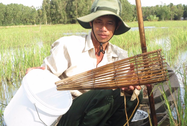 Nghề “độc”: Bắt cá rô đồng mùa lũ