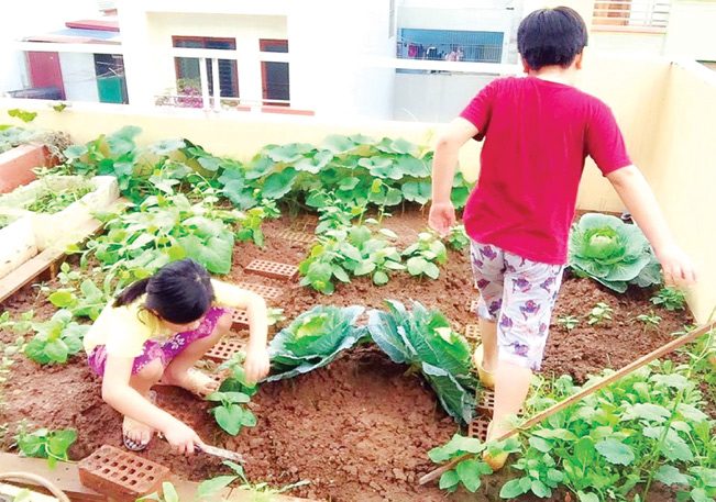 Gia đình chị Nguyễn Thị Hường ở phường Quang Trung, quận Hà Đông (Hà Nội) có vườn rau xanh tốt trên tầng thượng.