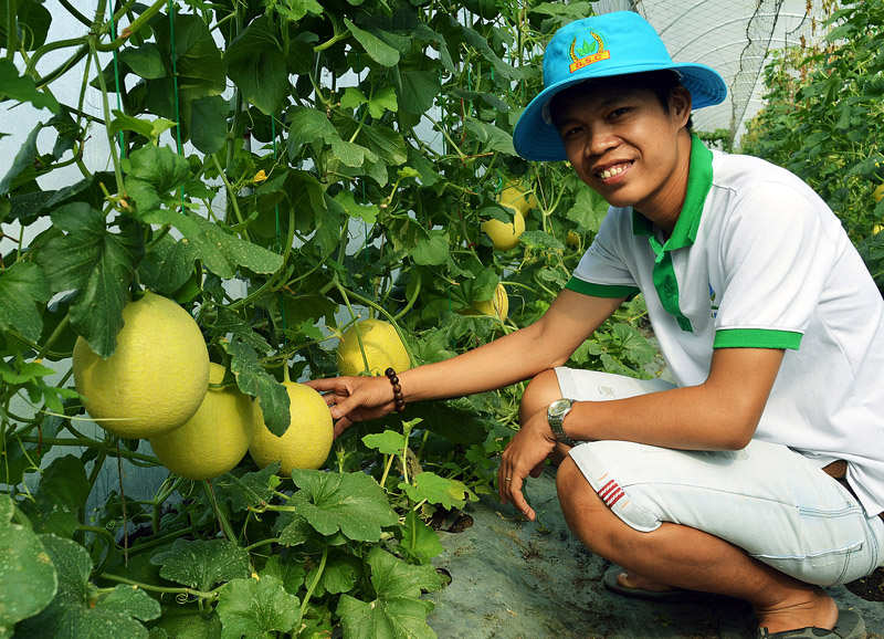 Anh Danh đang chăm sóc cho vườn dưa lưới.