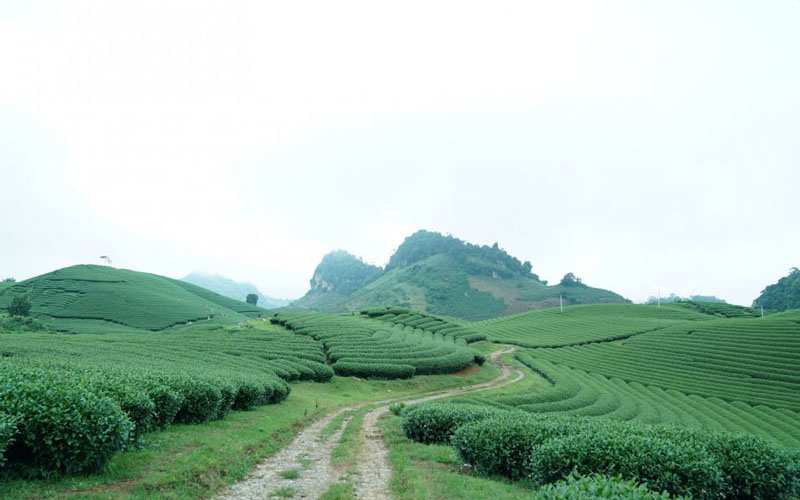 Để đi tới nông trường chè trái tim thì các bạn phải bắt đầu đi từ thị trấn cũ. Nếu tính tâm là Khách sạn Công đoàn hoặc ngã ba Mộc Châu, đi theo quốc lộ 43 (đường 6 cũ) qua chợ 70 một đoạn khoảng hơn 1km thì rẽ trái vào ngã ba (không có biển) để đi đến tiểu khu mía đường và xã Tân Lập. Ảnh: Senhong.