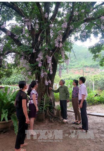 Ông Bùi Văn Dũng (bên phải) giới thiệu với du khách về vườn hoa lan được đánh giá độc nhất vô nhị ở Tuyên Quang. Ảnh: Quang Đán - TTXVN