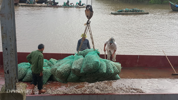Nông dân Kim Sơn khẩn trương thu hoạch các lứa ngao cuối đưa về bán để tránh thiệt hại khi bị bão số 2 đổ bộ vào.