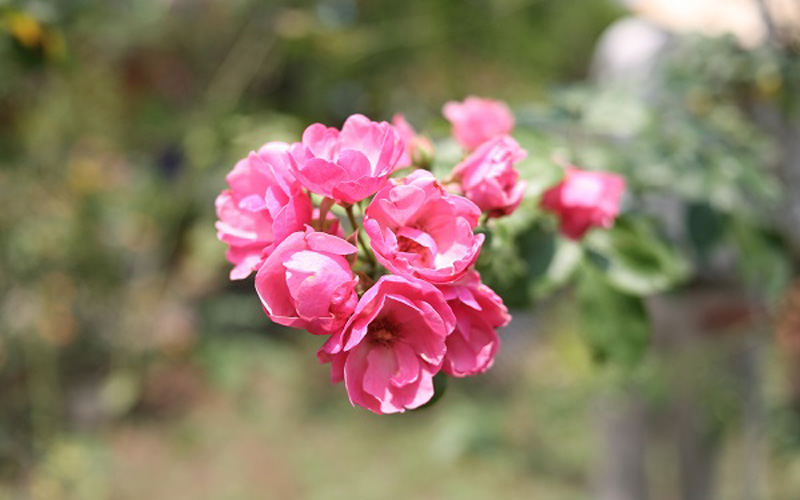 Một ngọn hồng có thể cho từ vài chục bông đến hàng tăm bông cùng nhau khoe sắc, tỏa mùi thơm dịu. 