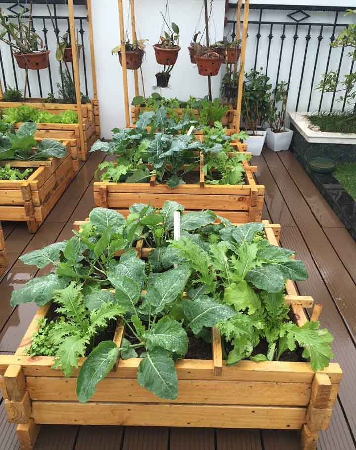 Thăm vườn rau sạch trên sân thượng đẹp như shop hoa ở Hà thành ...