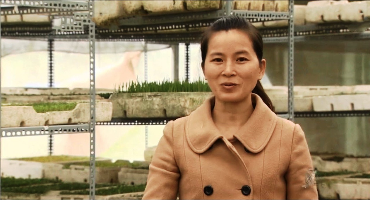 Chị Bùi Thị Thanh Hà với tâm huyết trồng rau mầm sạch (ảnh IT)