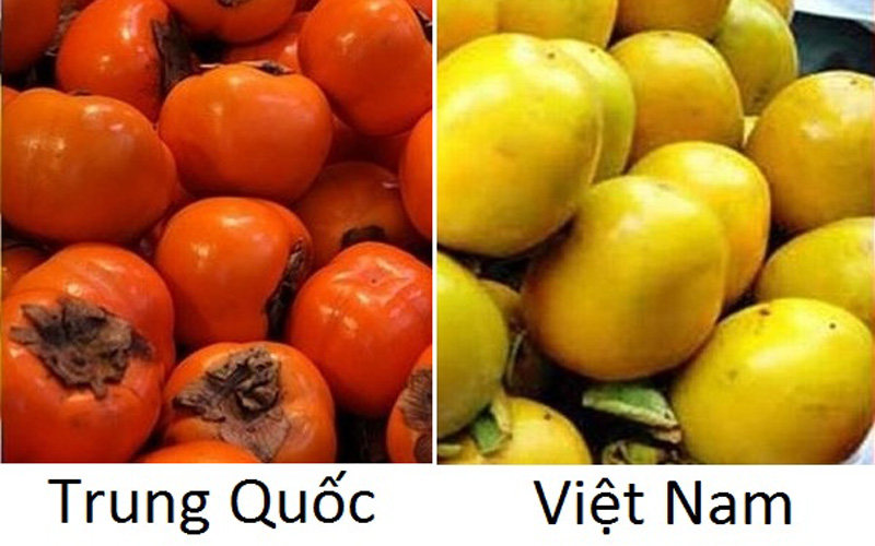 Hồng Trung Quốc (trái) và hồng Việt Nam