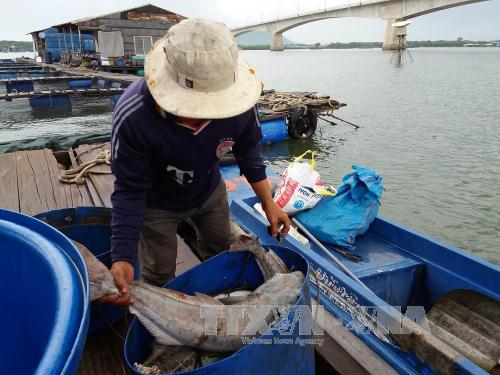 Vớt cá chết ở bè nuôi trên sông Chà Và.