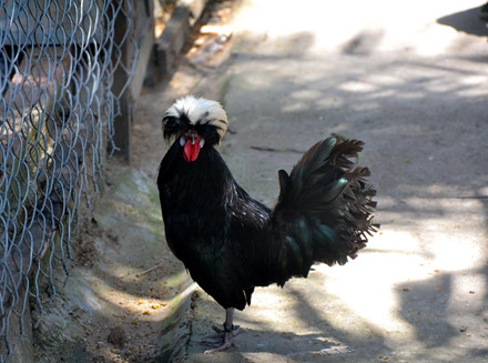 Giống gà này đến từ Ban Lan, lông đen óng như than và trên đầu có đội một chùm lông trắng, trông rất ngộ nghĩnh. Ảnh: C.T