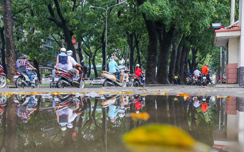 Tuy nhiên, hàng cổ thụ này sắp không còn, khi thành phố xây cầu Thủ Thiêm 2. Theo Giám đốc sở Giao thông Vận tải TP HCM Bùi Xuân Cường, có 115 cây được di dời và 143 cây phải đốn hạ.