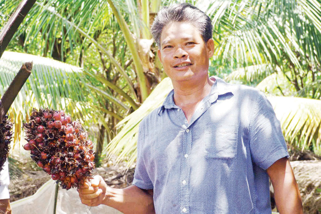 Anh Lê Phong Phú ở xã Bình Lợi, Bình Chánh, TP.HCM đầu tư tiền nhập giống cọ từ Malayxia về trồng.