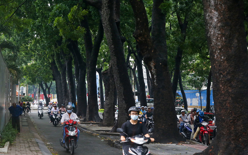 Cây được người Pháp trồng thành hàng thẳng tắp, cao trung bình 25 m, tỏa bóng mát xum xuê. Đường Tôn Đức Thắng ở trung tâm thành phố độc đáo khi có thêm làn đường phụ cho xe thô sơ cùng 4 hàng cổ thụ.