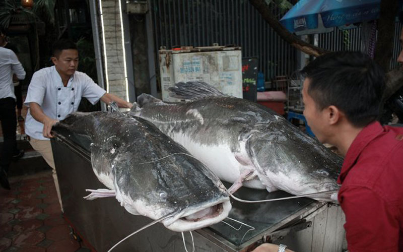 Hai con cá lăng có trọng lượng khủng 100 kg được anh Thái mua từ Campuchia về Việt Nam.