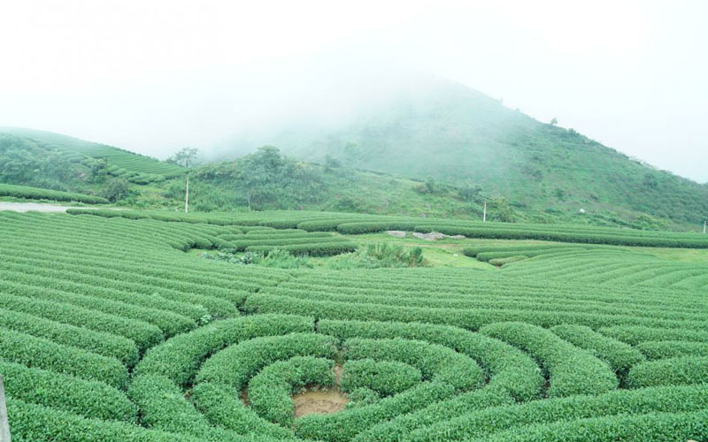 Từ ngã ba cứ đi thẳng là qua những quả đồi nơi bà con trồng cỏ voi và nuôi bò sữa đi thêm khoảng 10km, các bạn sẽ gặp ở bên trái đường có tấm biển nhỏ, chỉ thẳng là đi Tân Lập, rẽ trái là vào Ngũ Động-Bản Ôn (tức là khu hang động ở Bản Ôn). Rẽ phải khoảng hơn 1 km là vào khu đồi chè trái tim. Ảnh: Senhong.