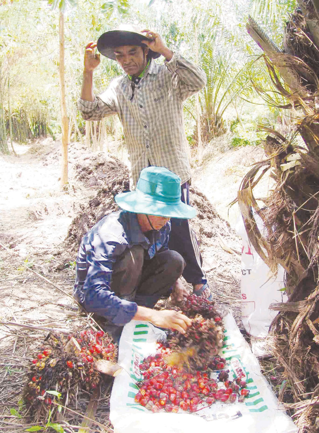 Công nhân thu hoạch trái cọ.