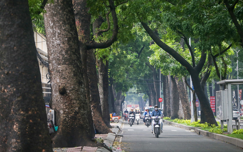 Đường Tôn Đức Thắng, đoạn từ bờ sông Sài Gòn đến giao lộ đường Lê Duẩn (quận 1, TP HCM) từ lâu luôn rợp bóng mát với 4 hàng cây xà cừ có tuổi đời cả trăm năm vươn cao, tỏa nhánh xum xuê.