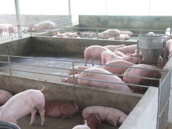 Hiệu quả mô hình nuôi lợn sạch Móng Cái  Báo Quảng Ninh điện tử