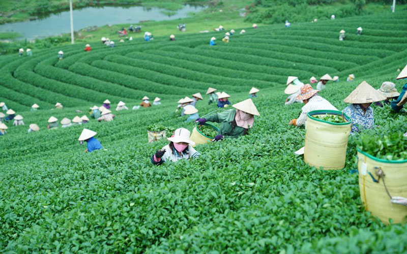  Mùa chè thường được bắt đầu từ tháng 2 - 3 và tháng 11 - 12, sau đó có nơi sẽ đốn chặt (vào tháng 1 - 3) để chờ vụ mới nên đi vào thời điểm trên là đẹp nhất. Ảnh: Senhong.