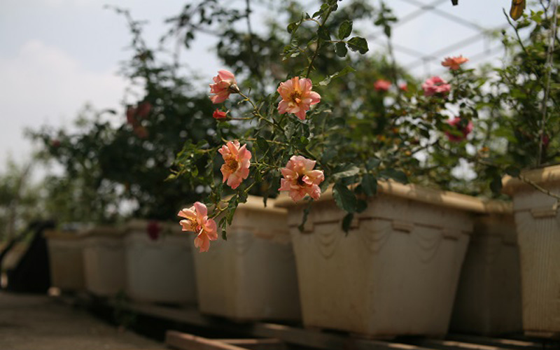  Từ những năm 1996 trở đi, ông Hùng bắt đầu sưu tập các giống hồng trong nước. Thời gian đó, ông hay lui tới nhiều nơi để xin hoặc mua lại các giống hồng về sưu tập, trồng cũng như chăm sóc. 