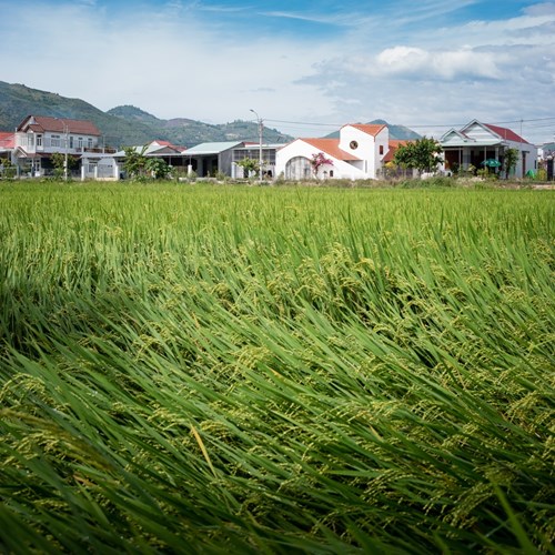 Nằm phía dưới chân đồi, sát đường làng với cánh đồng rộng mênh mông là ngôi nhà cấp 4 có kiến trúc vô cùng độc đáo tại Nha Trang, Khánh Hòa.