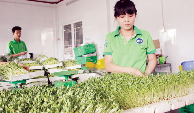Trồng và sơ chế rau mầm ở nông trại của anh Lê Văn Tuấn (huyện Hóc Môn, TP.HCM).