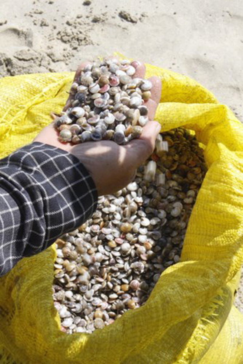Bắt ốc ruốc khá dễ dàng vì chúng thường sinh sôi, phát triển và kiếm ăn từng lớp dày đặc ở trên mặt các lớp cát sát đáy tại các bờ biển nông. (Nguồn Tuoitre)