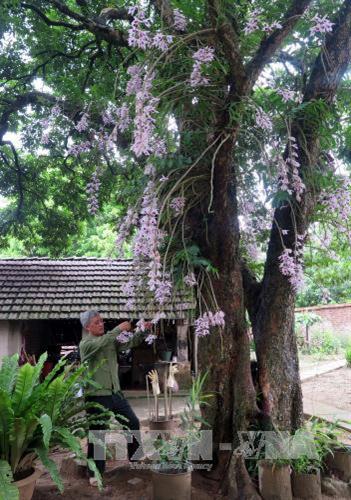 Ông Bùi Văn Dũng chăm sóc hoa lan. Ảnh: Quang Đán - TTXVN