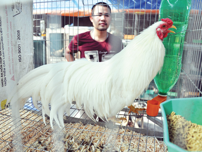 Cận cảnh khu nuôi gà của anh Nam ở quận Bắc Từ Liêm (Hà Nội). Trần Quang
