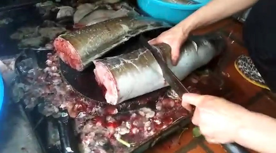 Con cá được thịt sẵn trước khi đưa đến nhà đại gia để chế biến.