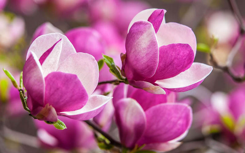 Ngắm vẻ đẹp của hoa mộc lan, loài hoa lâu đời bậc nhất thế giới ...