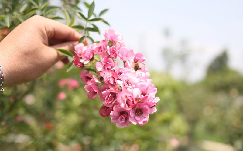 Hồng leo Kim Phấn cho hoa nở thành chùm, đây là loại hồng khá độc đáo và thường được trồng ở hàng rào. Theo ông Hùng, loại hồng này cho hoa quanh năm. 