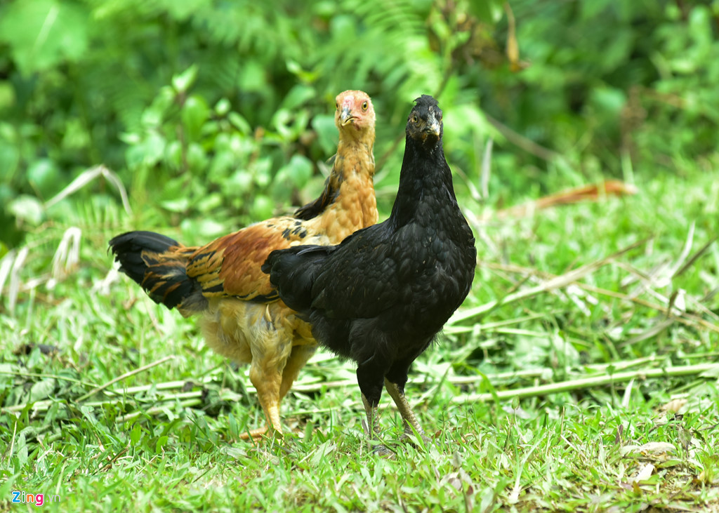 Do việc nuôi lẫn gà đen với gà ri nên giống dễ bị lai tạp. Nhiều khi một ổ trứng do gà mái đen đẻ ra chỉ có 3-4 con gà đen.