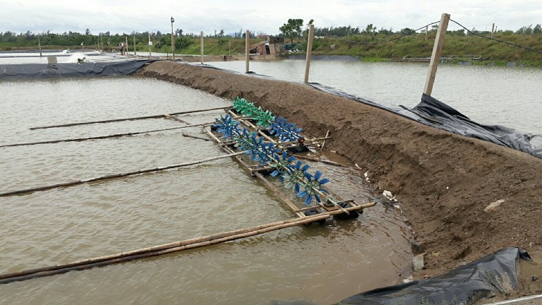 Đê vỡ, nước tràn vào khiến các hồ nuôi tôm ở Thạch Châu bị hư hỏng nặng.