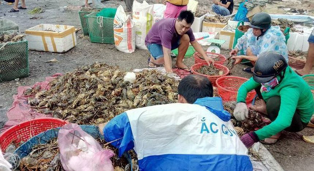 Đợt tôm hùm chết vào cuối tháng 5.2017, đã gây chết 1.636.654 con tôm hùm, thua lỗ nghiêm trọng cho 693 hộ nuôi.