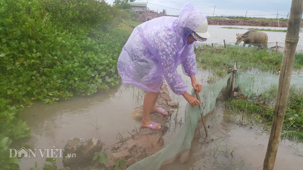 Sợ mưa lớn làm ngập đầm nuôi, các hộ dân khẩn trương cắm lưới ở những nơi thấp nhằm tránh thất thoát tôm trong đầm.