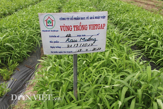 Hiện, Công ty trồng rau sạch theo VietGAP, sản xuất 22 loại rau, củ, quả đạt tiêu chuẩn chất lượng và được cấp giấy chứng nhận VietGAP.