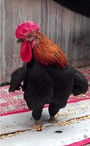 Dù bị cụt cả hai bàn chân, con gà trống này đã chứng minh bản năng sống 