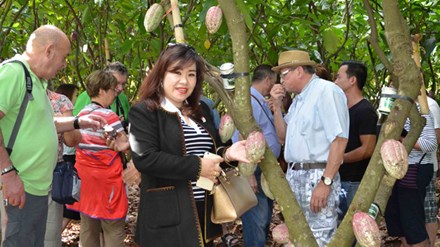 Du khách ăn thử trái ca cao chín trong vườn ca cao ở đường Y Ngông.