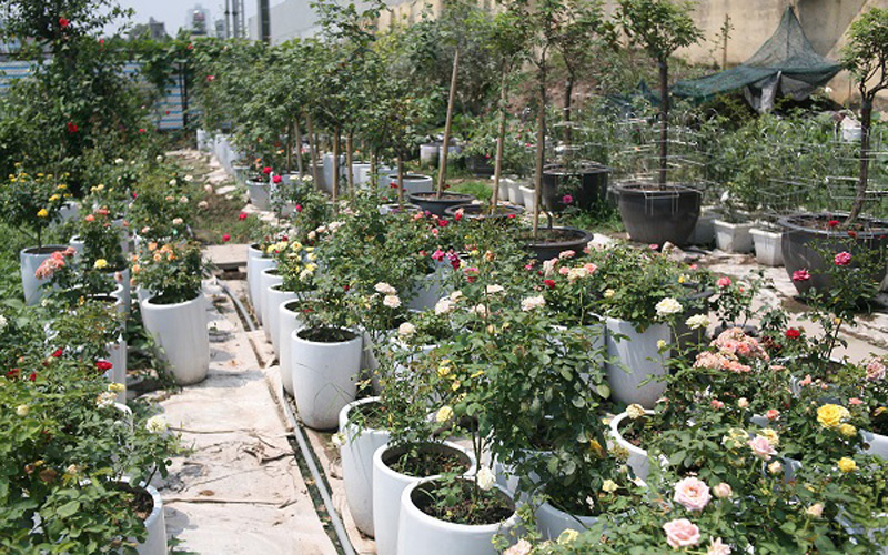 Lão nông Đào Mạnh Hùng năm nay 57 tuổi, ít ai ngờ rằng ông là chủ nhân của trang trại hoa cây cảnh rộng đến 4 ha và sở hữu 20.000 gốc hồng với 300 giống hồng trên khắp thế giới và hơn 10 giống hồng nội địa. 