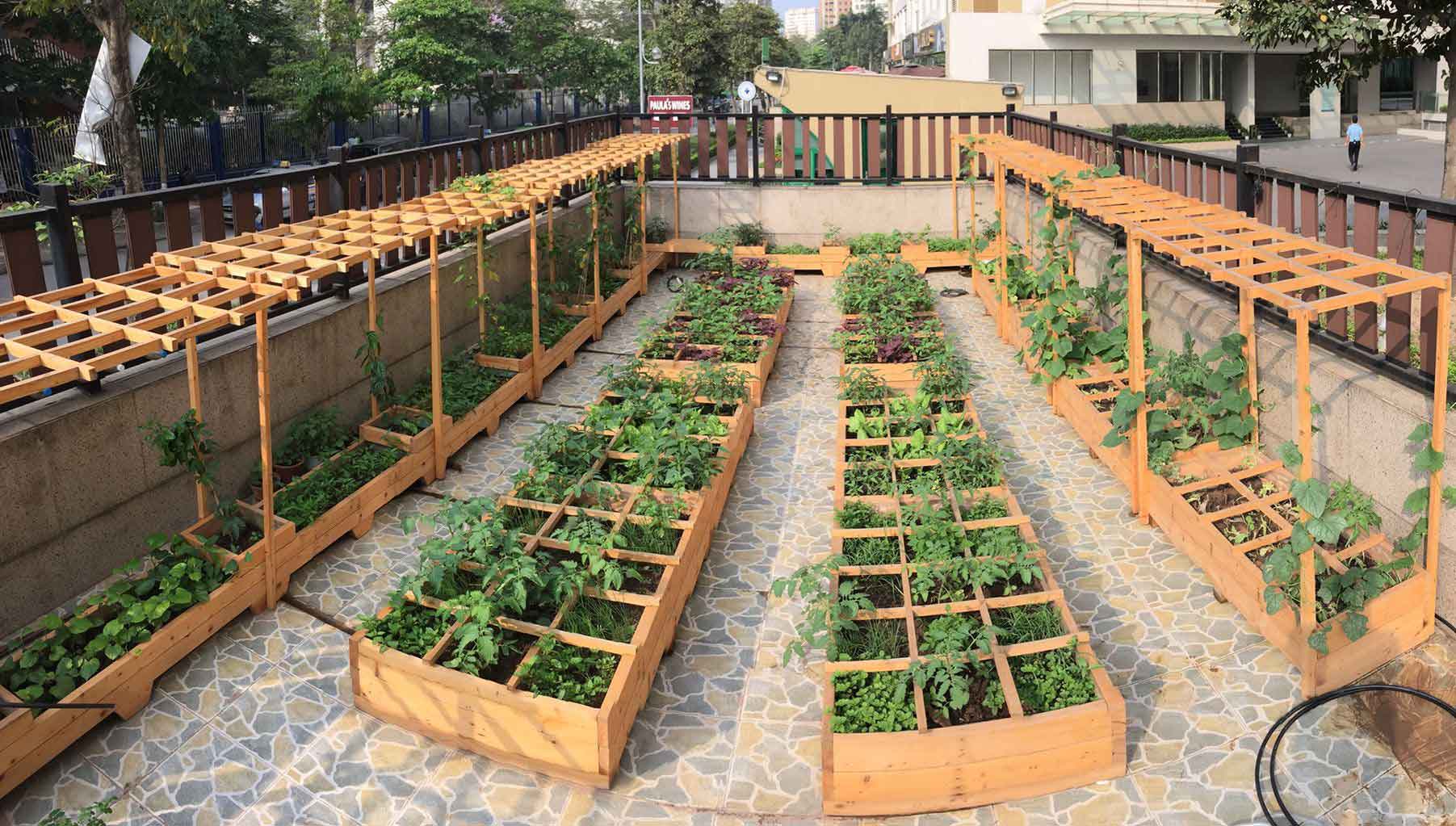 Những khu vườn rau sang chảnh được thiết kế hoàn toàn bằng gỗ của giới nhà giàu ở Hà Nội khiến nhiều người mê mẩn.