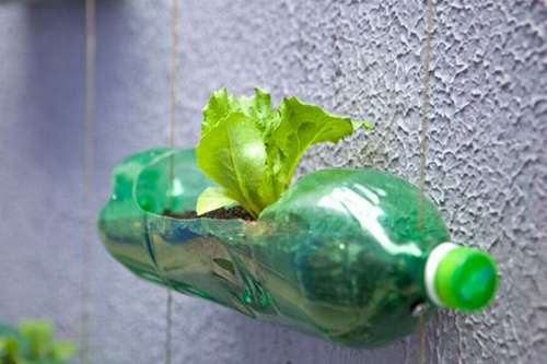 Kỹ thuật trồng rau sạch từ chai nhựa cực đơn giản. Ảnh minh họa