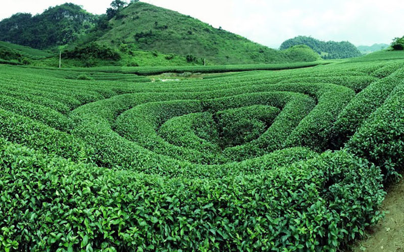 Đồi chè trái tim chỉ cách trung tâm nông trường Mộc Châu khoảng 10 km. Ảnh: Thanh Việt Tiêu.