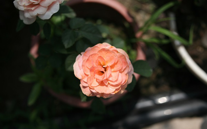 Những bông hồng khoe sắc quanh năm tạo nên vẻ đẹp độc đáo, ấn tượng cho khu vườn. Ngoài những loại hoa hồng quý hiếm được ông Hùng sưu tập, nhân giống từ khắp mọi nơi, khu vườn của ông Hùng còn có nhiều loại cây quý được ông bảo tồn, chăm sóc.