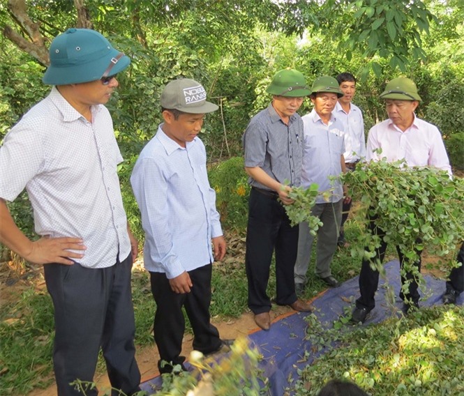 Ông Nguyễn Hữu Hoài, Chủ tịch UBND tỉnh Quảng Bình thăm mô hình trồng cây dược liệu.