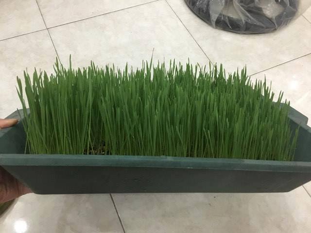 Thời gian gần đây, nhiều người Hà Nội rộ trào lưu trồng loại cỏ lúa mì theo cách trồng rau sạch tại nhà. Ảnh: Trần Trang