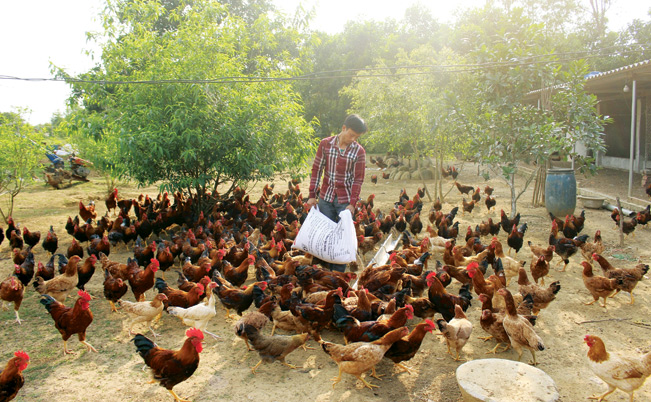 Anh Nguyễn Mạnh Hà làm giàu từ mô hình chăn nuôi gà thả vườn và các loại gia cầm.