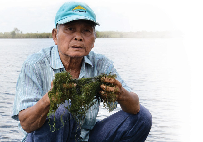 Ông Đặng Văn Còn kiểm tra rong trong vuông tôm.