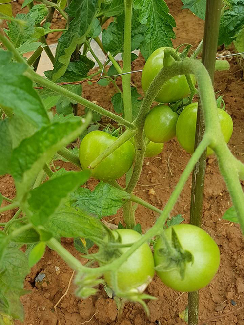 Cà chua chờ ngày thu hoạch.