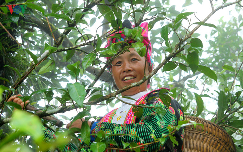 Để giúp người dân bản địa có thêm điều kiện bảo tồn vùng chè cổ, tỉnh Lai Châu đã có chính sách hỗ trợ người dân phân bón, công chăm sóc.