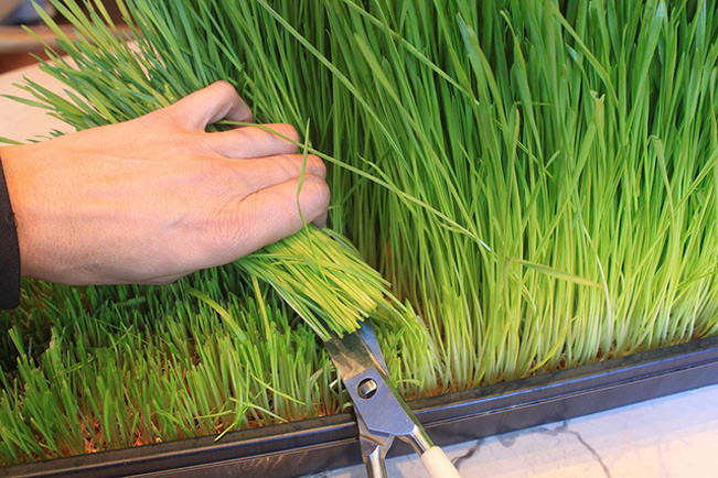 Cỏ lúa mì dễ trồng và thích ứng tốt với khí hậu Việt Nam. Sau 10 ngày gieo hạt là có thể thu hoạch ép nước uống. Ảnh: Amazon